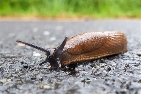 Meztelen csiga és éti csiga találkozása az úton