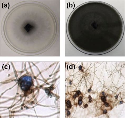 A Macrophomina phaseolina mikroszkleróciumai