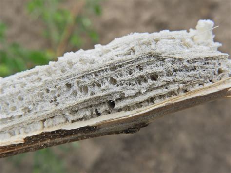 Sárguló, elhervadt kukoricanövény hamuszürke szárkorhadás tüneteivel