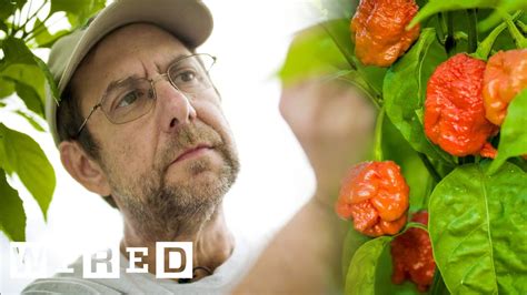 Ed Currie és Carolina Reaper paprikák