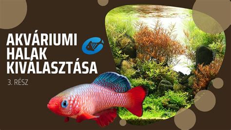Akváriumi halak társítása