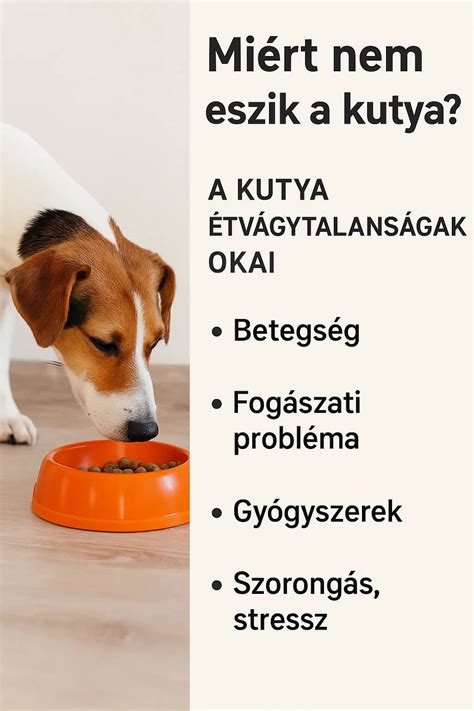 A kutya étvágytalanságának súlyossági szintjei és a teendők