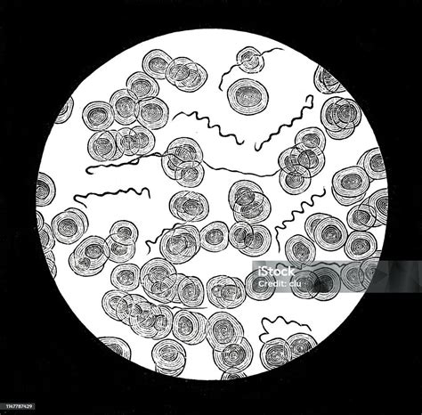 Bacillus cereus baktérium mikroszkóp alatt