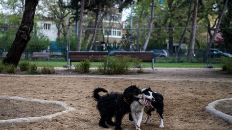 kutyapancsoló a Városligeti Kutyás Élményparkban