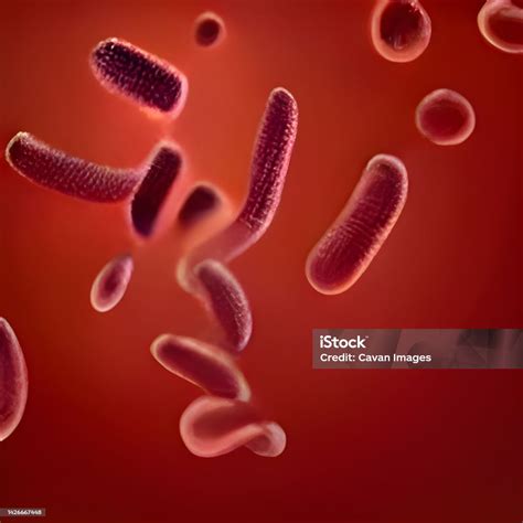 E. coli baktériumok mikroszkópos képe