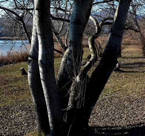 Pajzstetűvel fertőzött diófa ág