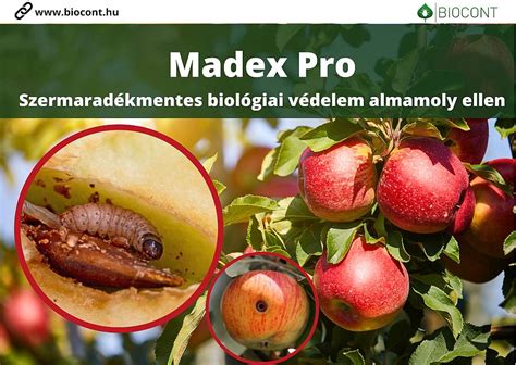 Almamoly lárva kártétele dión