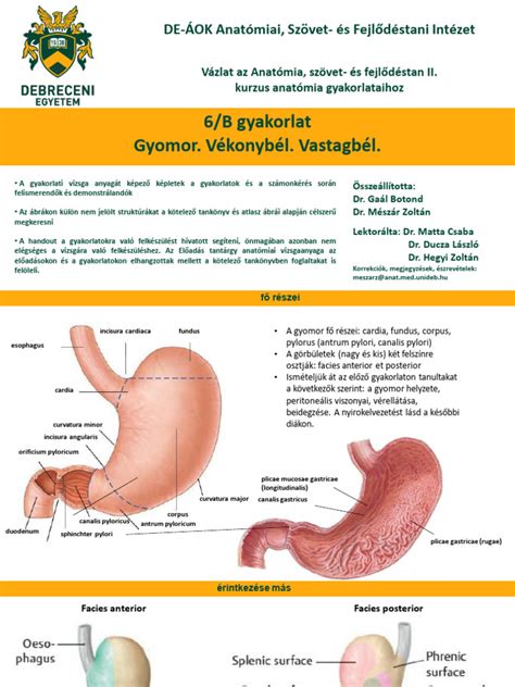 A vékonybél bolyhainak károsodása