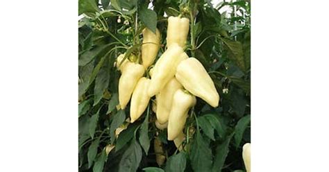 Vékonyhéjú cecei paprika