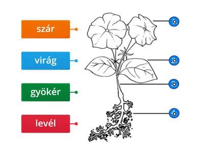 Diagram a bimbóskel növény felépítéséről
