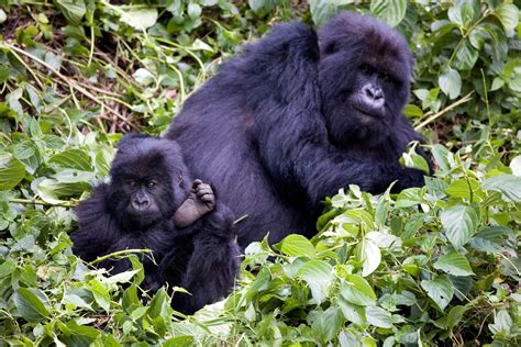 Hegyi gorilla család