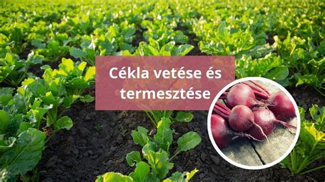 Cékla öntözési útmutató diagram