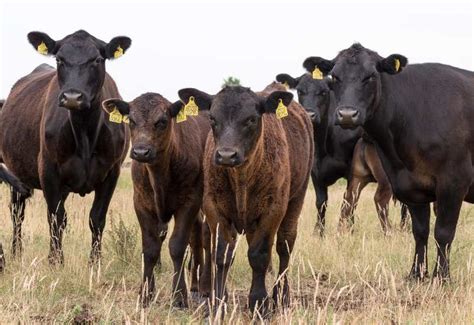 Aberdeen Angus marha legelőn