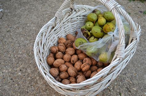 Diószüret