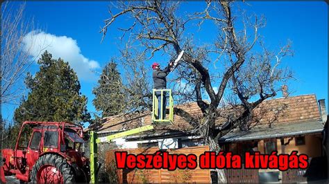 Diófa kivágása