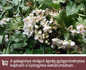 Galagonya virágos ágvégei