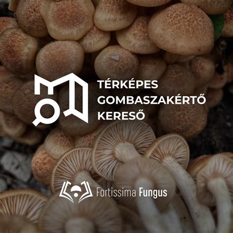 gombavizsgáló állomás