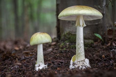 gyilkos galóca illusztráció