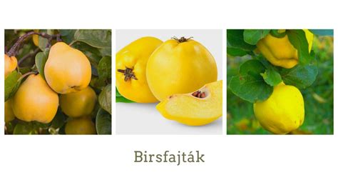 körte alakú birs és alma alakú birs