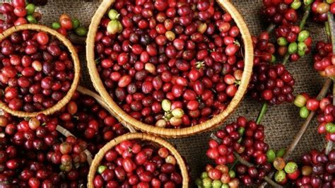A kávécseresznyék szüretelése és a cascara alapanyaga