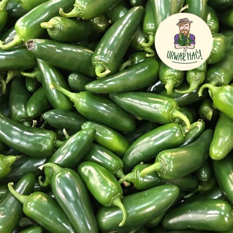 Zöld jalapeno chili paprika a növényen