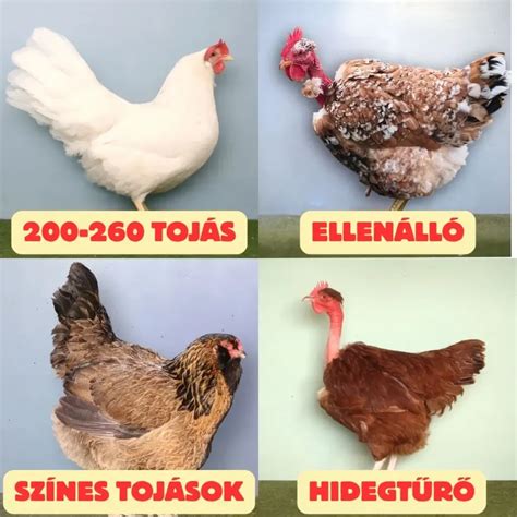 Hagyományos magyar tyúkfajták
