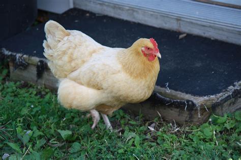 különböző csirke taraj formák