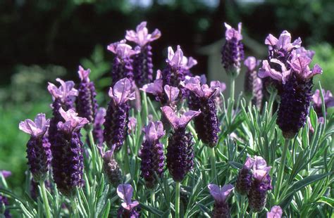 A levendula különböző fajtái