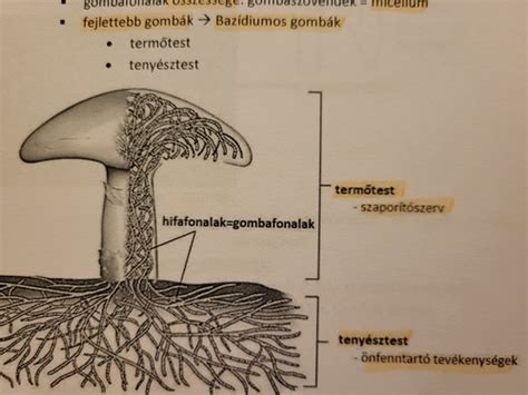A gomba micélium hálózatok diagramja, összekötve a növényi gyökereket