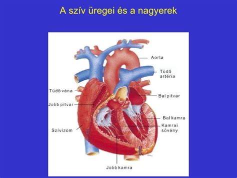 A szív- és érrendszer anatómiája