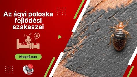 Tőzeglégy (gombaszúnyog) felnőtt egyed és lárva