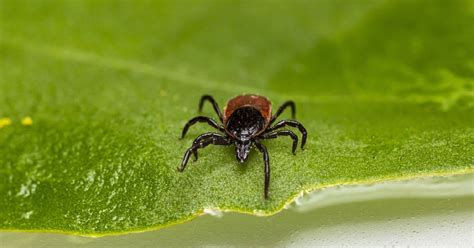 Kullancs a bőrben és Lyme-kórra utaló bőrpír