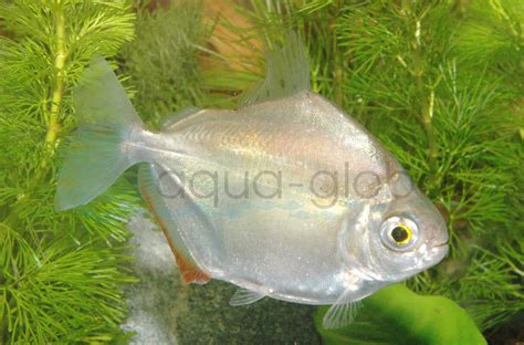Metynnis hypsauchen (fejenálló lazac) és Anostomus anostomus (sávos fejenálló lazac) összehasonlítása