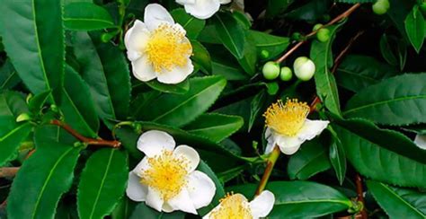Camellia sinensis növény levelei és rügyei