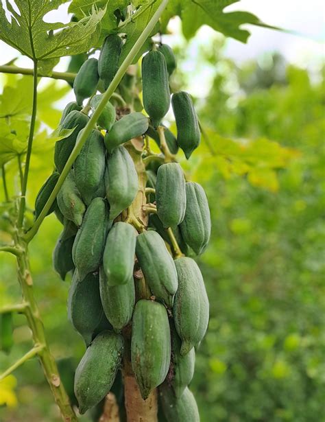 papaya ültetés