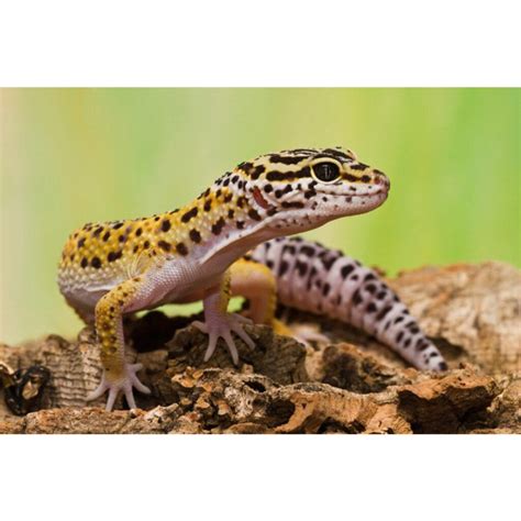 Leopárd gekkó életkor szerinti etetési útmutató