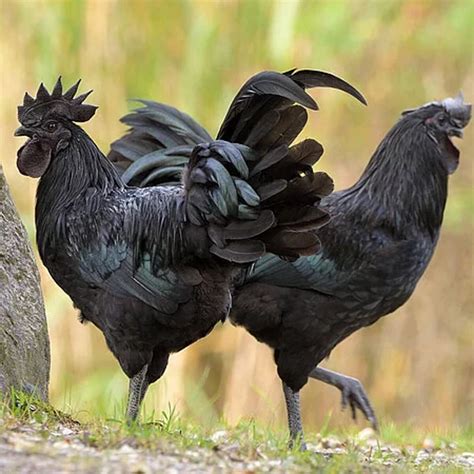 Ayam Cemani csirke portréja