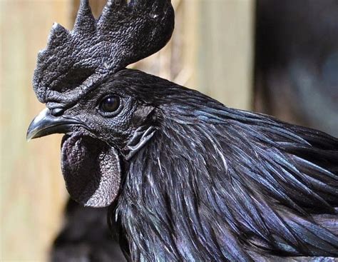 Ayam Cemani csirke egy indonéz templom előtt