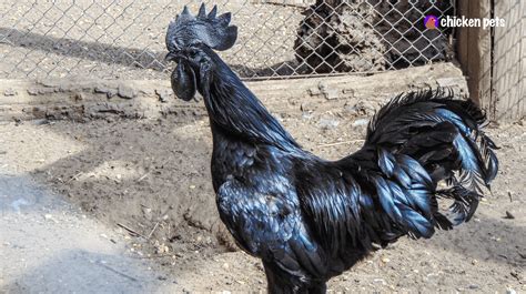 Ayam Cemani tojásai egy kosárban