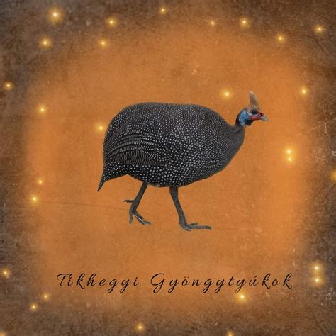 Gyöngytyúkok egy kifutón, rovarokat keresgélve