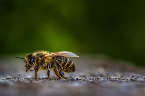 Méh kaptárok a természetben