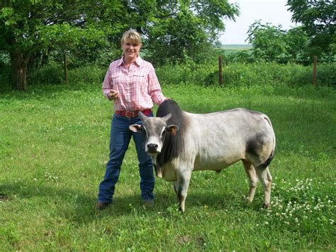 Zebu mini tehén púpjával