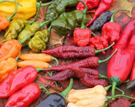 különböző chili paprikák