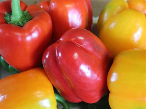 Háromszínű kaliforniai paprika