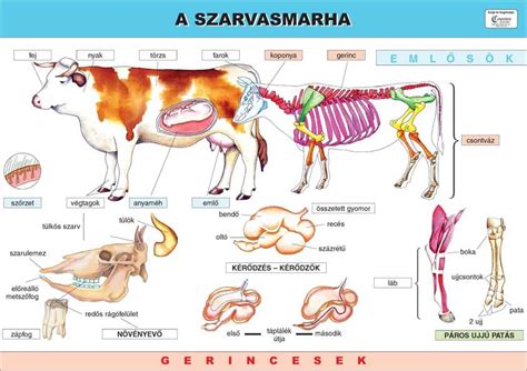A szarvasmarha gyomorának részei