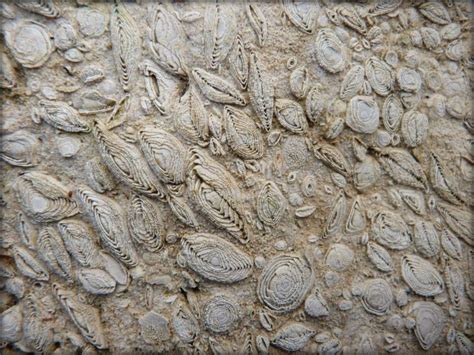 Nummulites perforatus fosszília a Bakony-hegységből
