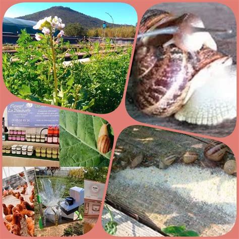 Csigafarm.