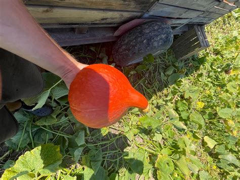 Frissen szedett padlizsánok a napon