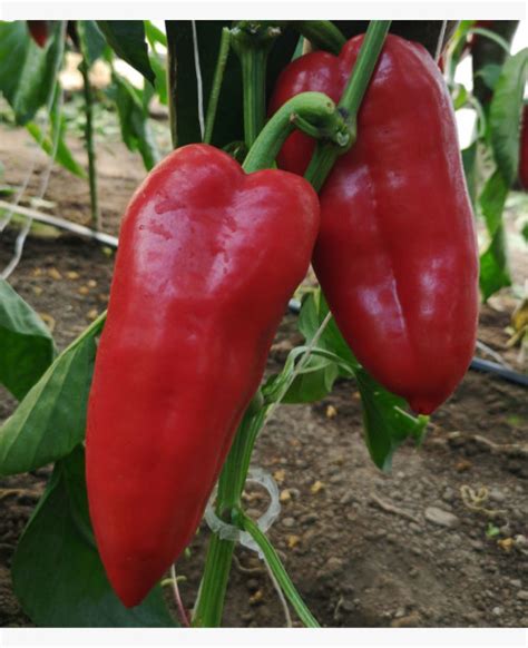 kápia paprika vetőmag illusztráció