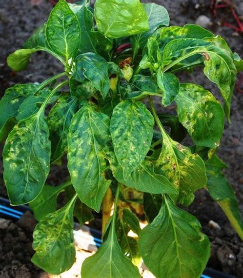 kápia paprika betegségei és rezisztencia